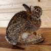 Excellent Cottontail Rabbit Taxidermy Mount SW10871
