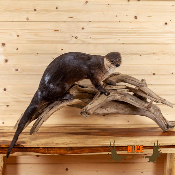 river otter full body taxidermy mount for sale