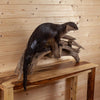 Nice River Otter Full Body Taxidermy Mount SW10873