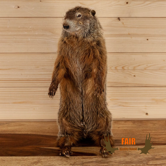 groundhog woodchuck full body taxidermy mount for sale