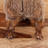Groundhog Woodchuck Taxidermy Mount SW10874