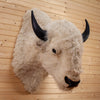 Excellent White American Bison Taxidermy Shoulder Mount Reproduction SW10876