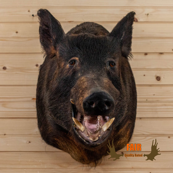 wild hog boar taxidermy head shoulder mount for sale
