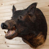 Wild Boar Hog Taxidermy Shoulder Mount SW10877