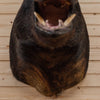 Wild Boar Hog Taxidermy Shoulder Mount SW10877