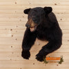 black bear half body taxidermy mount for sale