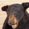 Excellent Black Bear Taxidermy Half Body Mount SW10879