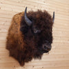 Excellent American Bison Taxidermy Shoulder Mount SW10880
