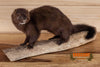 full body mink taxidermy mount for sale