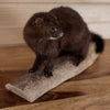 Excellent American Mink Full Body Taxidermy Mount SW10883
