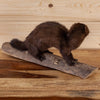 Excellent American Mink Full Body Taxidermy Mount SW10883