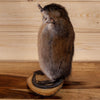 Excellent Full Body Attack Muskrat Taxidermy Mount SW10884
