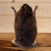 Excellent Full Body Attack Muskrat Taxidermy Mount SW10884
