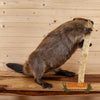 lifesize full body beaver taxidermy mount for sale