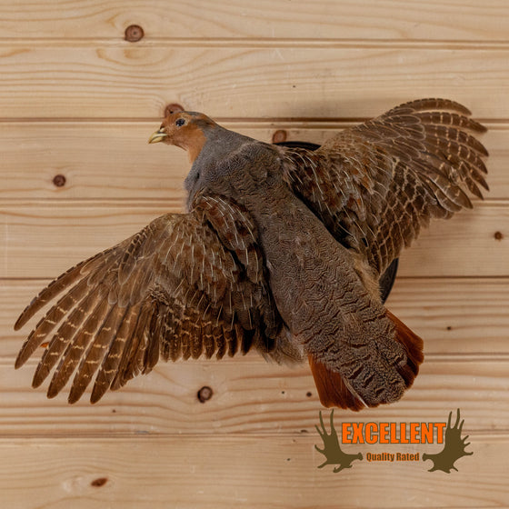hungarian partridge in flight full body taxidermy mount for sale