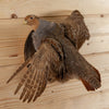 Excellent Hungarian Partridge Flying Taxidermy Mount SW10904