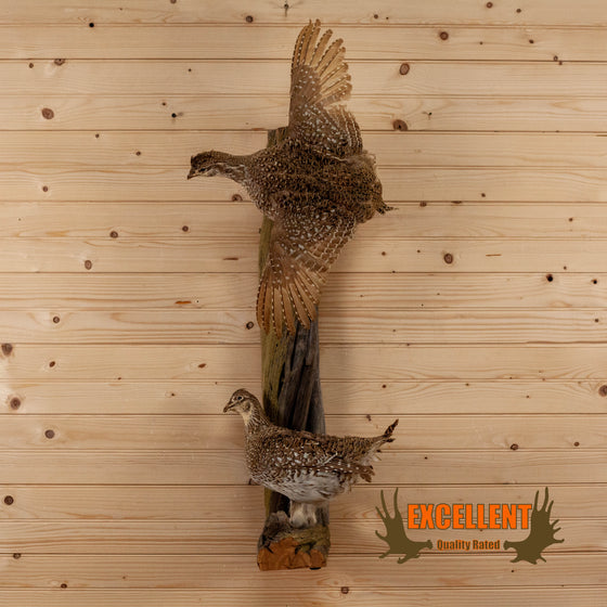 sharp-tailed grouse pair taxidermy full-body mount for sale