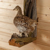 Excellent Sharp-tailed Grouse Pair Taxidermy Mount SW10905