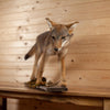 Excellent Coyote Juvenile Pup Taxidermy Lifesize Mount SW10907