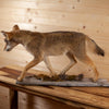 Excellent Coyote Juvenile Pup Taxidermy Lifesize Mount SW10907