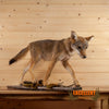 juvenile coyote pup full body lifesize taxidermy mount for sale