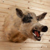 Premier Wild Boar Hog Taxidermy Shoulder Mount SW10908