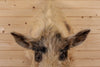 Premier Wild Boar Hog Taxidermy Shoulder Mount SW10908