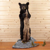 black bear cub full body taxidermy mount for sale