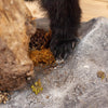 Premier Black Bear Cub Full Body Taxidermy Mount SW10911