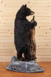 Premier Black Bear Cub Full Body Taxidermy Mount SW10911