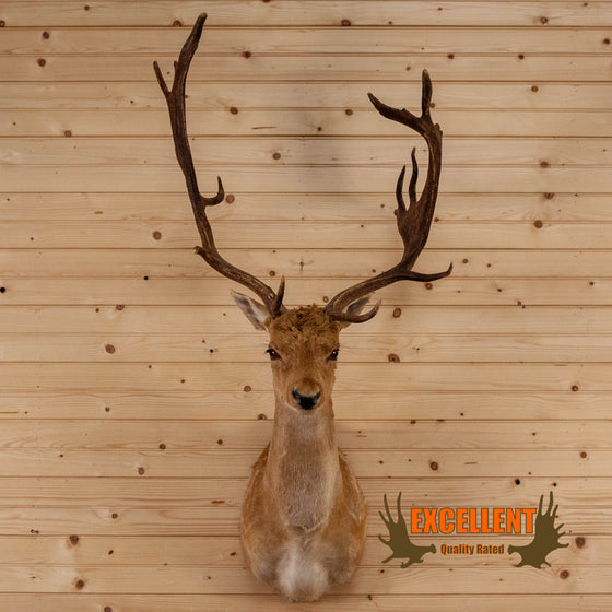 fallow deer taxidermy shoulder mount for sale