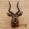 african nyala taxidermy shoulder mount for sale