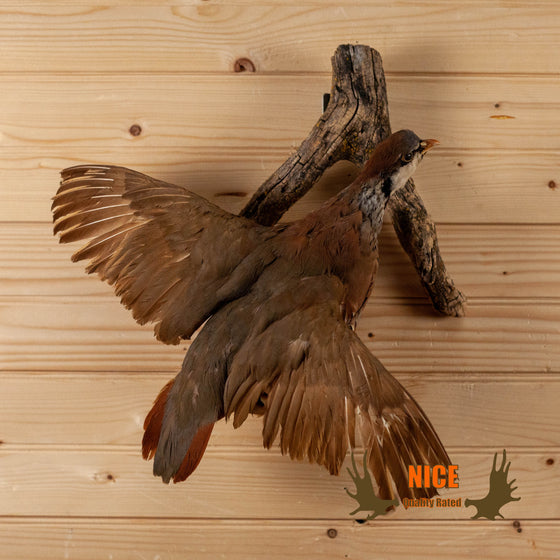 chukar partridge in flight full-body taxidermy mount for sale