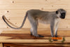 vervet monkey full body lifesize taxidermy mount for sale