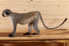 Premier Vervet Monkey Full Body Lifesize Taxidermy Mount SW10918