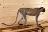 Premier Vervet Monkey Full Body Lifesize Taxidermy Mount SW10919