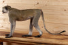 Premier Vervet Monkey Full Body Lifesize Taxidermy Mount SW10919