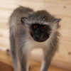 Premier Vervet Monkey Full Body Lifesize Taxidermy Mount SW10920