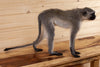 Premier Vervet Monkey Full Body Lifesize Taxidermy Mount SW10920
