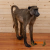 chacma baboon full body lifesize taxidermy mount for sale