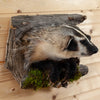 Excellent Peeking Badger Taxidermy Mount SW10922