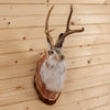 Excellent Jackalope with Whitetail Deer Antlers Taxidermy Shoulder Mount SW10923