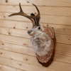 Excellent Jackalope with Whitetail Deer Antlers Taxidermy Shoulder Mount SW10923