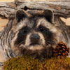 Excellent Raccoon Peeking Taxidermy Mount SW10927