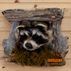 raccoon peeking taxidermy mount for sale