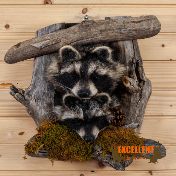 pair of raccoon kits peeking taxidermy mount for sale