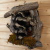 Excellent Pair of Raccoon Kits Peeking Taxidermy Mount SW10929