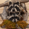 Excellent Pair of Raccoon Kits Peeking Taxidermy Mount SW10929