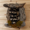 Excellent Pair of Raccoon Kits Peeking Taxidermy Mount SW10930
