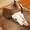 Excellent Bison Skull SW10931